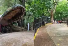 Zoomat espera hasta 10 mil visitantes durante estas vacaciones de verano (Fotos de Nayeli Mijangos)