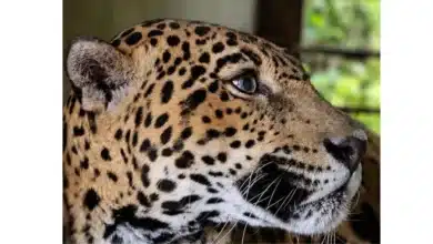 gaby, la jaguar de zoomat, enfrenta una nueva batalla de salud