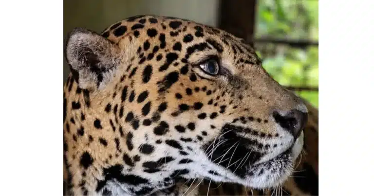 gaby, la jaguar de zoomat, enfrenta una nueva batalla de salud