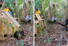liberan cinco monos araña en chiapas para recuperar la biodiversidad de la encrucijada