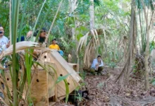 liberan cinco monos araña rescatados del tráfico ilegal en la encrucijada