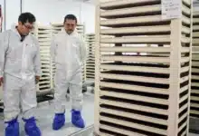 Moscas estériles producidas en Chiapas llegan a Chihuahua para combatir al gusano barrenador