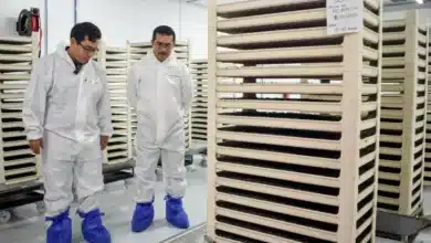 Moscas estériles producidas en Chiapas llegan a Chihuahua para combatir al gusano barrenador
