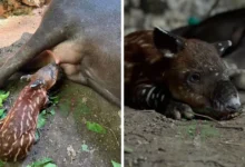 nace en chiapas una cría de tapir centroamericano,especie en peligro de extinción(1)