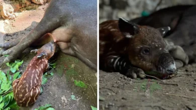 nace en chiapas una cría de tapir centroamericano,especie en peligro de extinción(1)