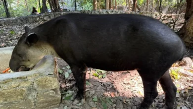 panchoito