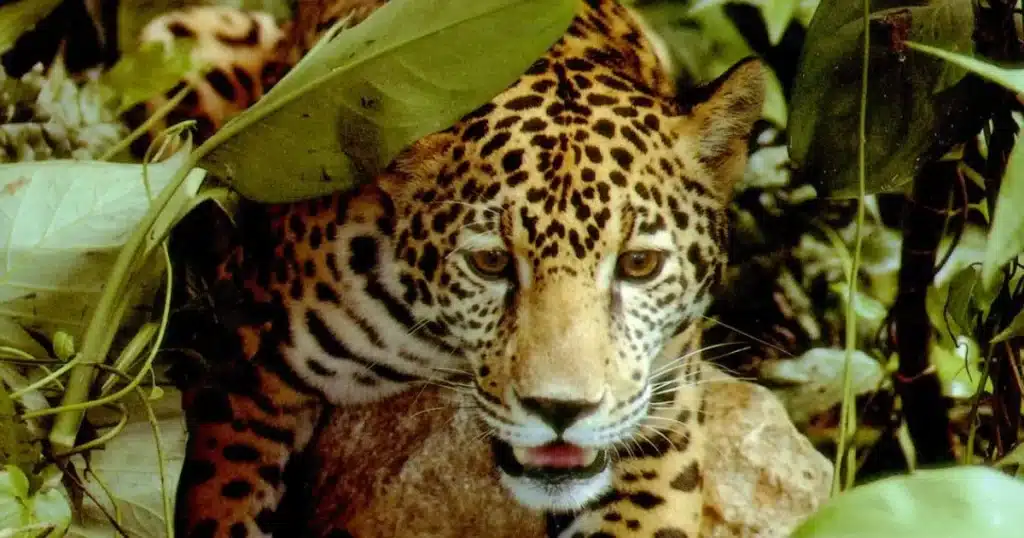 Parque Nacional Palenque cumple 45 años resguardando la riqueza natural y cultural de Chiapas