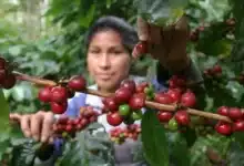 Cafetales de Siltepec resienten el abandono por falta de mano de obra