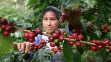Cafetales de Siltepec resienten el abandono por falta de mano de obra