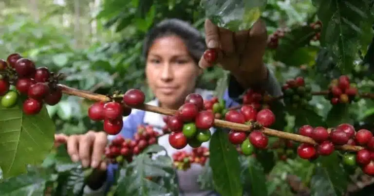 Cafetales de Siltepec resienten el abandono por falta de mano de obra