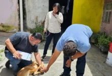 Rescatan a perrito víctima de maltrato en San Cristóbal de las Casas; advierten cero tolerancia al delito