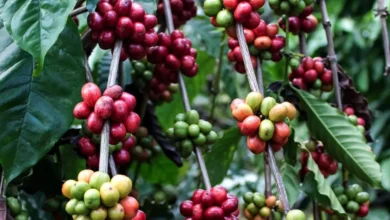 Chiapas fortalece producción de café con recursos federales para combatir plagas del cafeto
