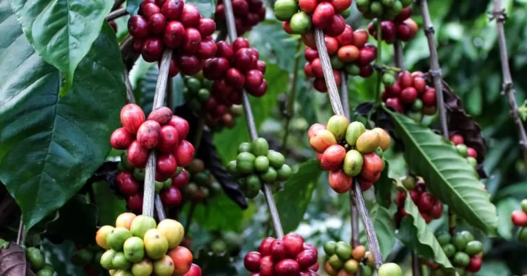 Chiapas fortalece producción de café con recursos federales para combatir plagas del cafeto
