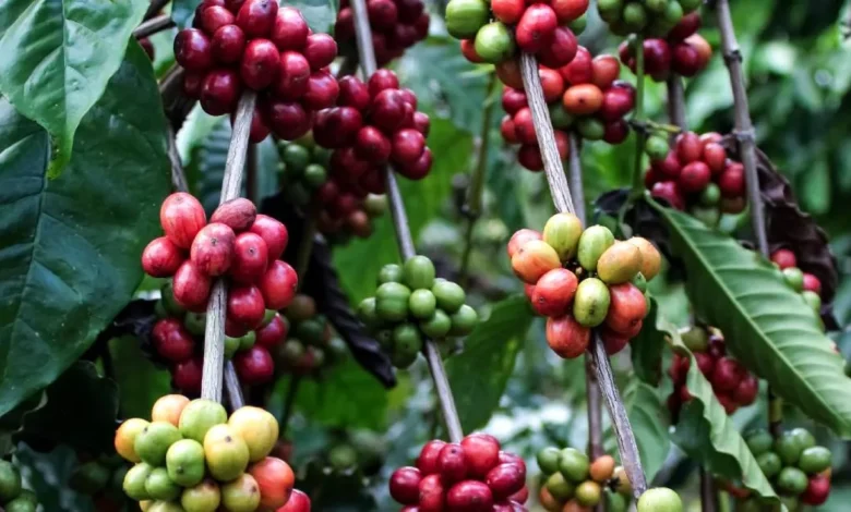Chiapas fortalece producción de café con recursos federales para combatir plagas del cafeto