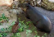 Tapir nacido en ZooMAT cumple tres semanas de vida y muestra un desarrollo favorable
