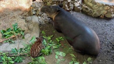 Tapir nacido en ZooMAT cumple tres semanas de vida y muestra un desarrollo favorable
