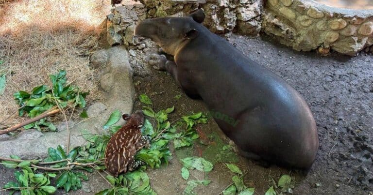 Tapir nacido en ZooMAT cumple tres semanas de vida y muestra un desarrollo favorable