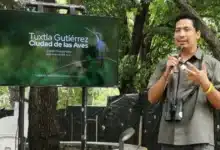 tuxtla gutiérrez, un paraíso para la observación de aves con más de 330 especies registradas