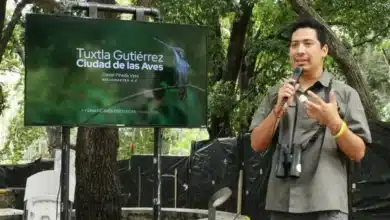 tuxtla gutiérrez, un paraíso para la observación de aves con más de 330 especies registradas