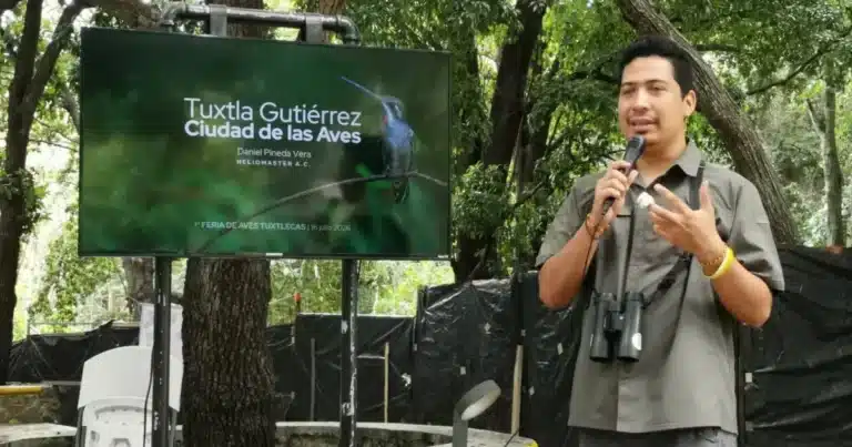 tuxtla gutiérrez, un paraíso para la observación de aves con más de 330 especies registradas
