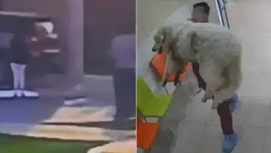crean petición en change.org para exigir justicia por rocky, el perrito que murió tras ser arrastrado en saltillo