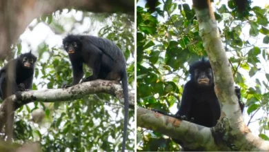 descubren nueva especie de mono en la selva del congo