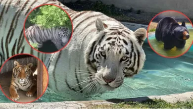 ¿Cómo es Animal Experience? De dónde escapó tigre de Bengala "Kenzo" (Fotos de internet)