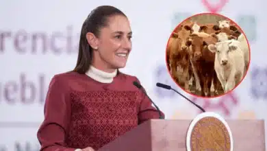 Claudia Sheinbaum anuncia reanudación de exportación de ganado a Estados Unidos (Fotos de internet)
