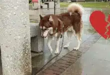 lucas, el husky que recibirá una pensión tras el divorcio de sus dueños en tabasco