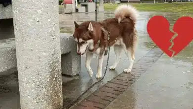 lucas, el husky que recibirá una pensión tras el divorcio de sus dueños en tabasco