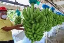 buscan proteger al “plátano chiapas” con reconocimiento de indicación geográfica en méxico