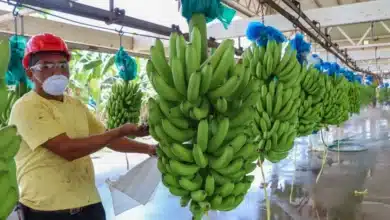 buscan proteger al “plátano chiapas” con reconocimiento de indicación geográfica en méxico