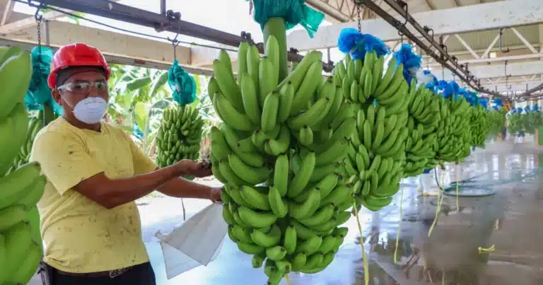 buscan proteger al “plátano chiapas” con reconocimiento de indicación geográfica en méxico