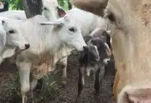 Chiapas mantiene combate frontal contra el gusano barrenador