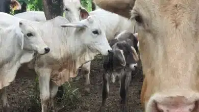 Chiapas mantiene combate frontal contra el gusano barrenador