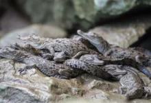 chiapas, refugio de cocodrilos celebran el día nacional de una especie clave para los humedales