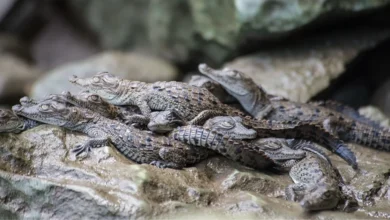 chiapas, refugio de cocodrilos celebran el día nacional de una especie clave para los humedales