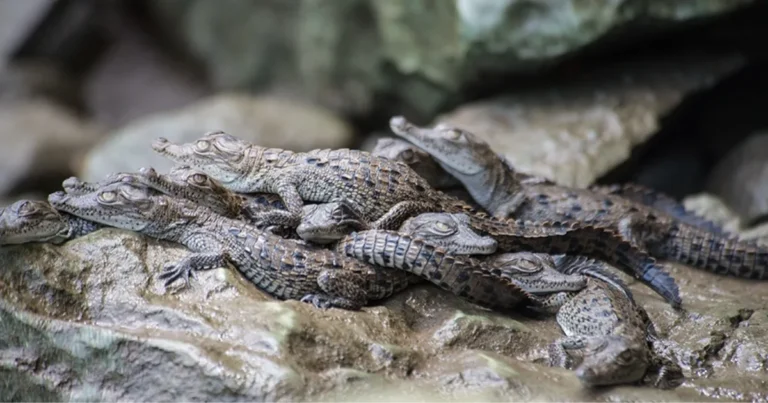 chiapas, refugio de cocodrilos celebran el día nacional de una especie clave para los humedales