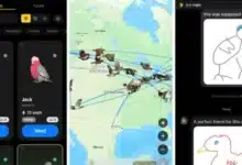 chiapas y roost la app que envía mensajes con aves virtuales