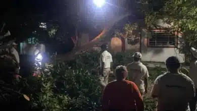 fuertes vientos y lluvias derriban al menos 20 árboles en mapastepec