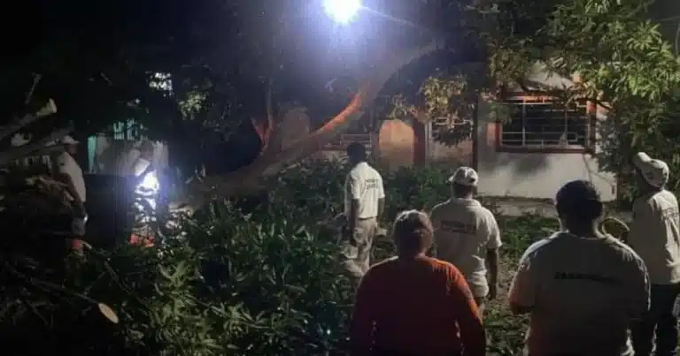 fuertes vientos y lluvias derriban al menos 20 árboles en mapastepec