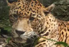 gaby, la emblemática jaguar del zoomat, enfrenta una etapa crítica de salud