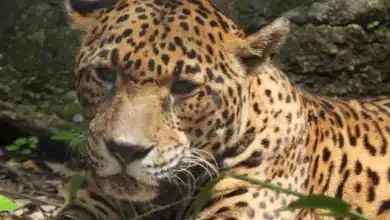 gaby, la emblemática jaguar del zoomat, enfrenta una etapa crítica de salud