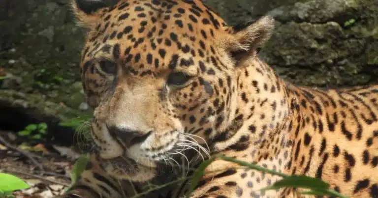 gaby, la emblemática jaguar del zoomat, enfrenta una etapa crítica de salud