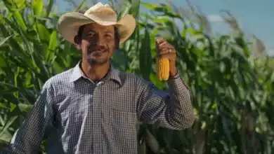 gobierno de chiapas activa seguro agrícola 2026 para atender daños por sequía en cultivos estratégicos