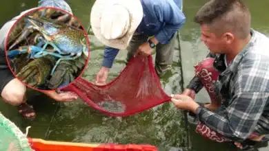 inicia veda de langostino en chiapas buscan proteger la reproducción y conservación de la especie