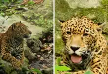 muere “gaby”, emblemática jaguar del zoomat tras dos décadas de vida en tuxtla gutiérrez