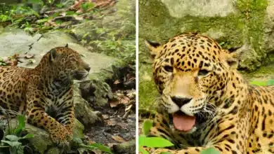 muere “gaby”, emblemática jaguar del zoomat tras dos décadas de vida en tuxtla gutiérrez