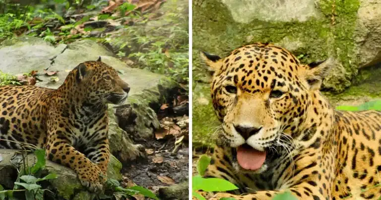 muere “gaby”, emblemática jaguar del zoomat tras dos décadas de vida en tuxtla gutiérrez