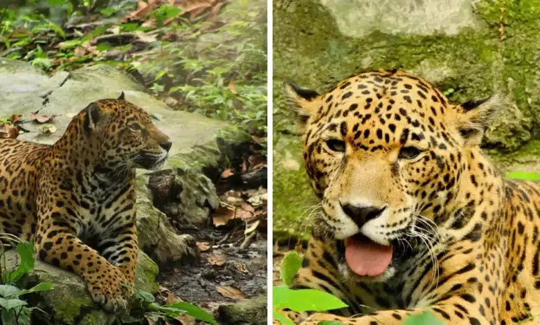 muere “gaby”, emblemática jaguar del zoomat tras dos décadas de vida en tuxtla gutiérrez